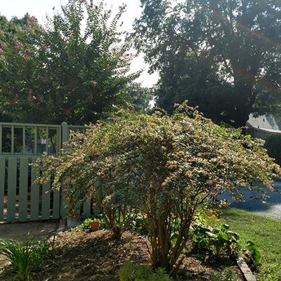 garden design