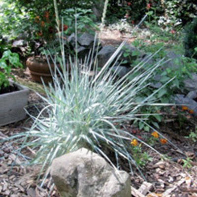 garden design