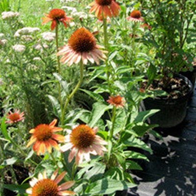 garden design