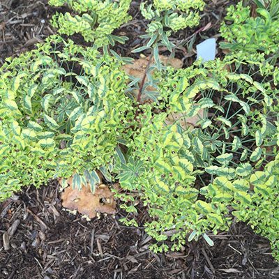 garden design