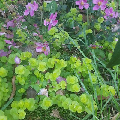 garden design
