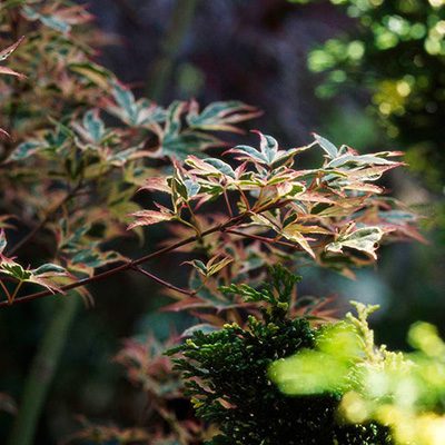 garden design