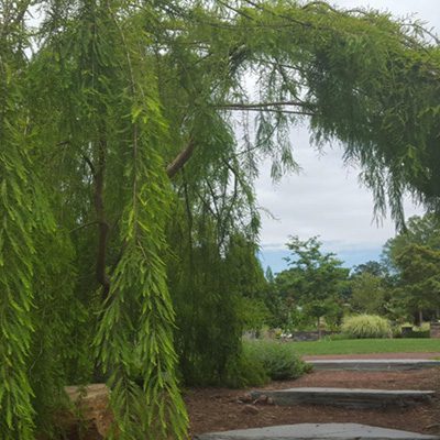 garden design