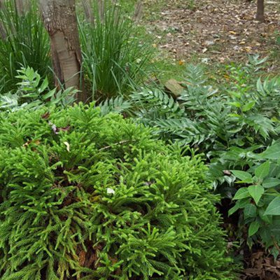 garden design