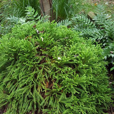 garden design