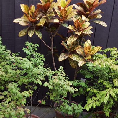 garden design