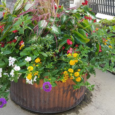 garden design