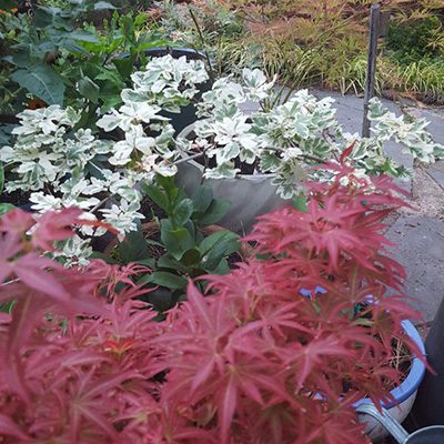 garden design