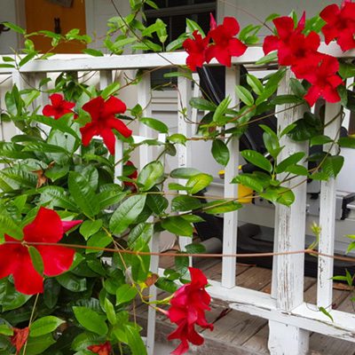 garden design