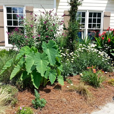 garden design